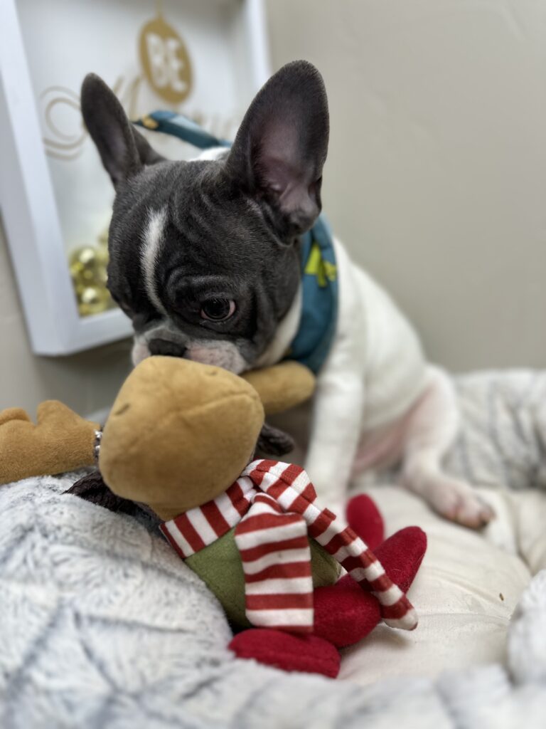 Gunner | Blue Pied French Bulldog Male | Available Now
