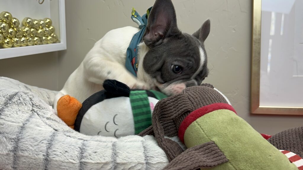 Gunner | Blue Pied French Bulldog Male | Available Now