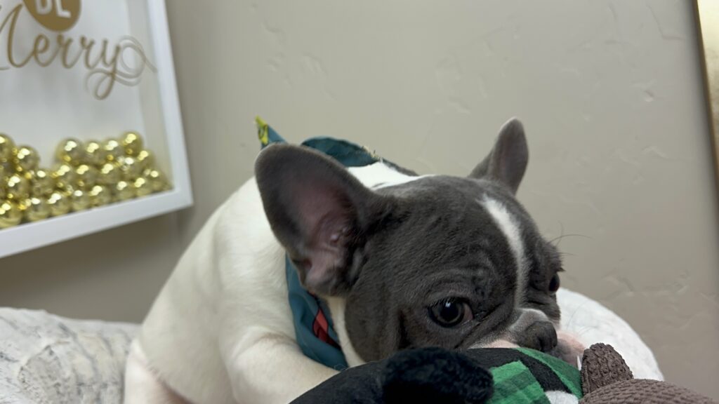 Gunner | Blue Pied French Bulldog Male | Available Now