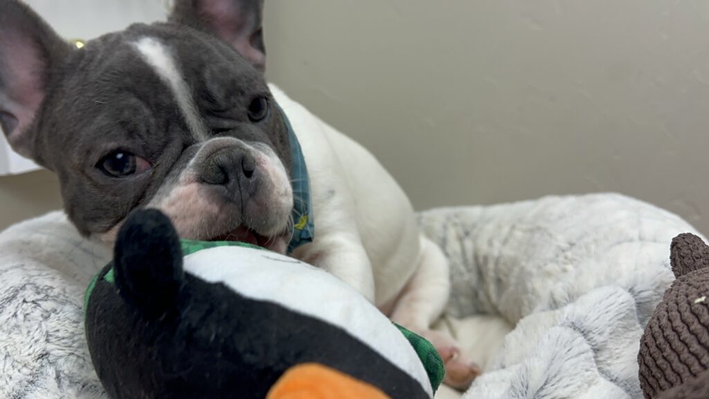 Gunner | Blue Pied French Bulldog Male | Available Now