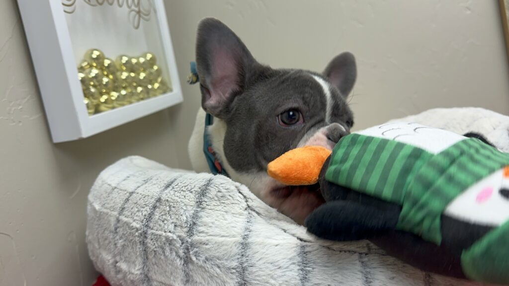 Gunner | Blue Pied French Bulldog Male | Available Now