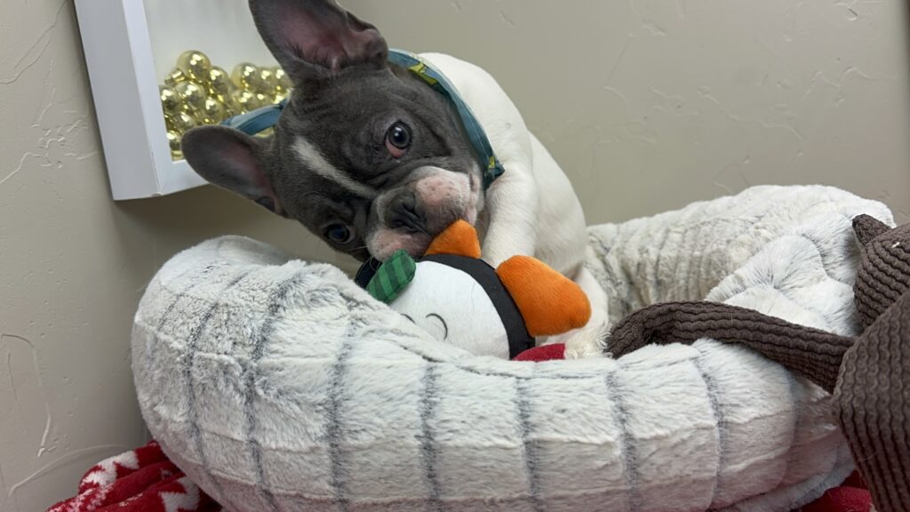 Gunner | Blue Pied French Bulldog Male | Available Now