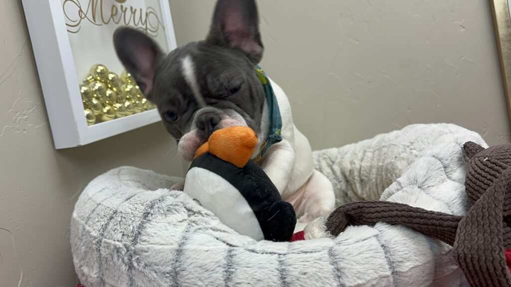 Gunner | Blue Pied French Bulldog Male | Available Now