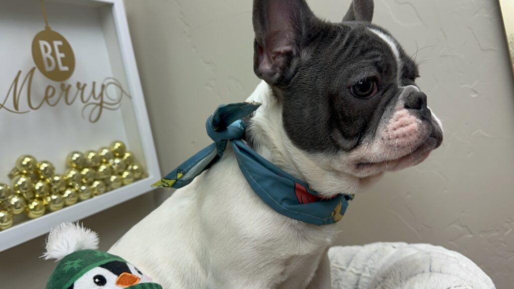 Gunner | Blue Pied French Bulldog Male | Available Now