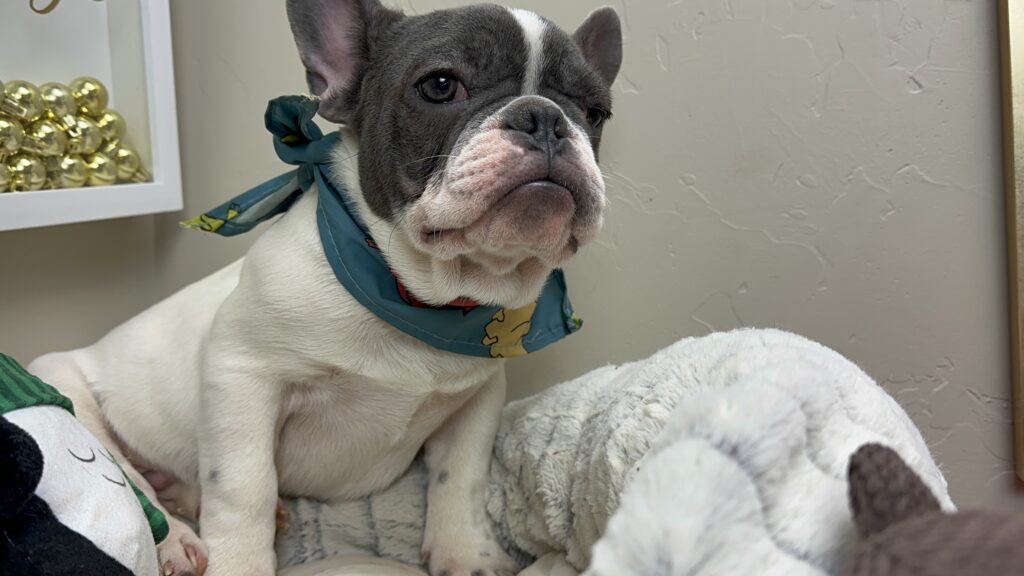 Gunner | Blue Pied French Bulldog Male | Available Now