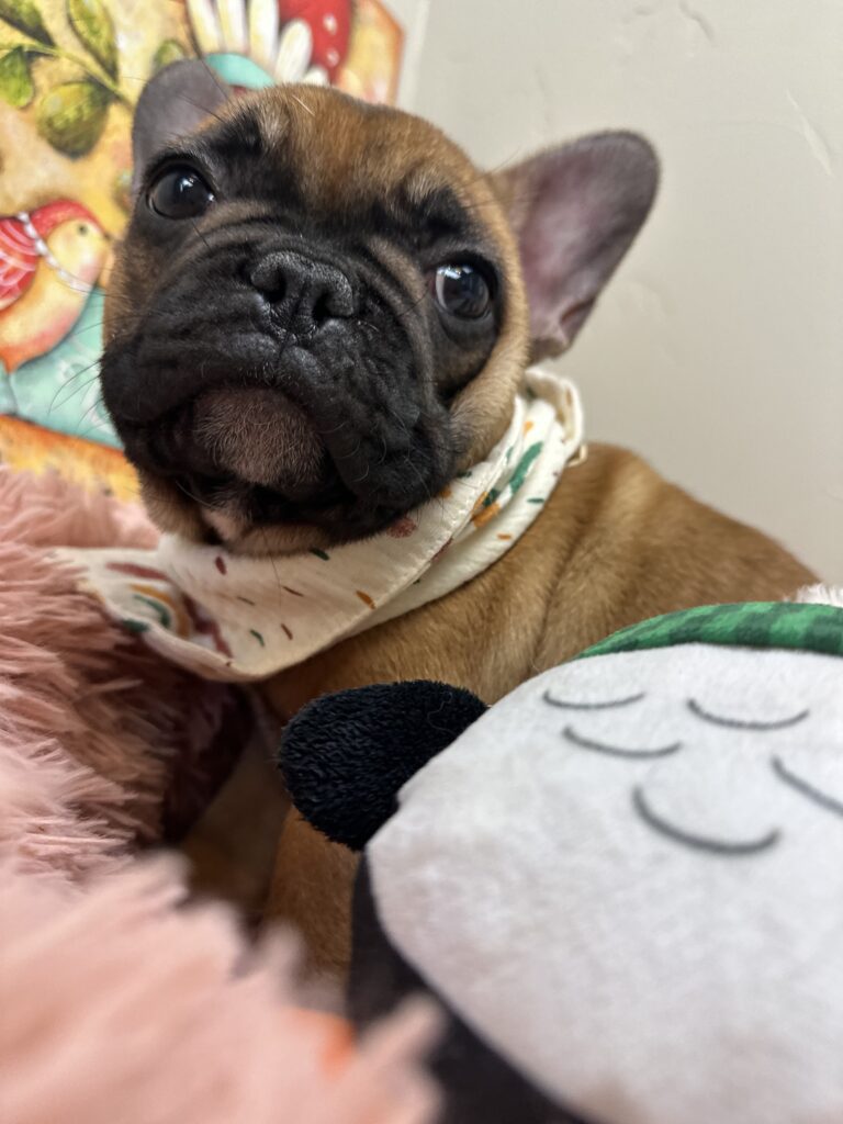 Cheyenne | Red Sable French Bulldog Female | The Fun-Loving One