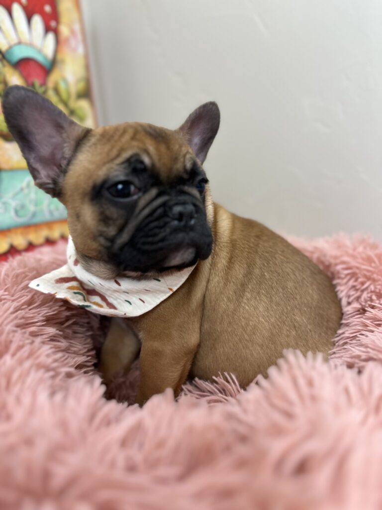 Cheyenne | Red Sable French Bulldog Female | The Fun-Loving One