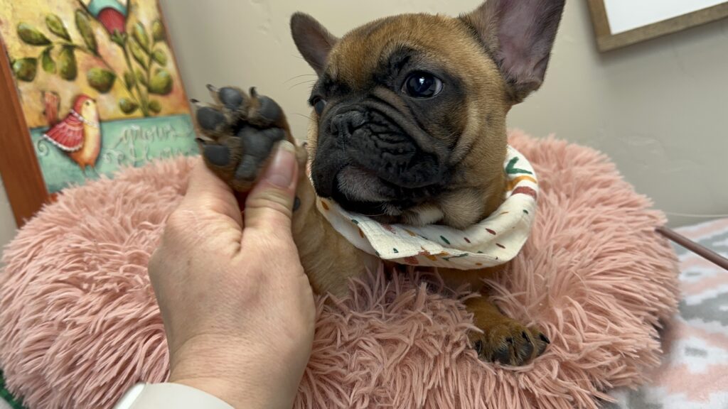 Cheyenne | Red Sable French Bulldog Female | The Fun-Loving One