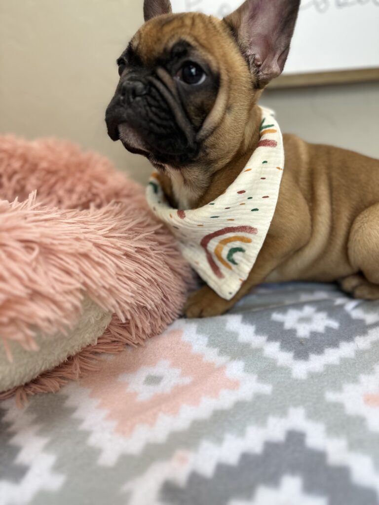 Cheyenne | Red Sable French Bulldog Female | The Fun-Loving One