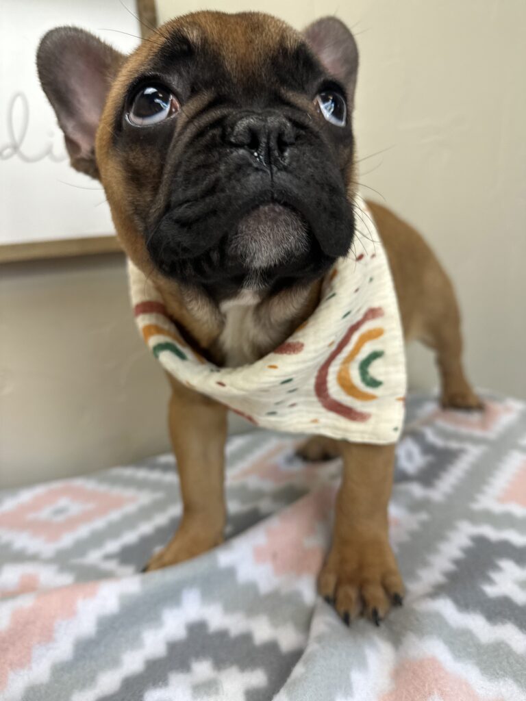 Cheyenne | Red Sable French Bulldog Female | The Fun-Loving One