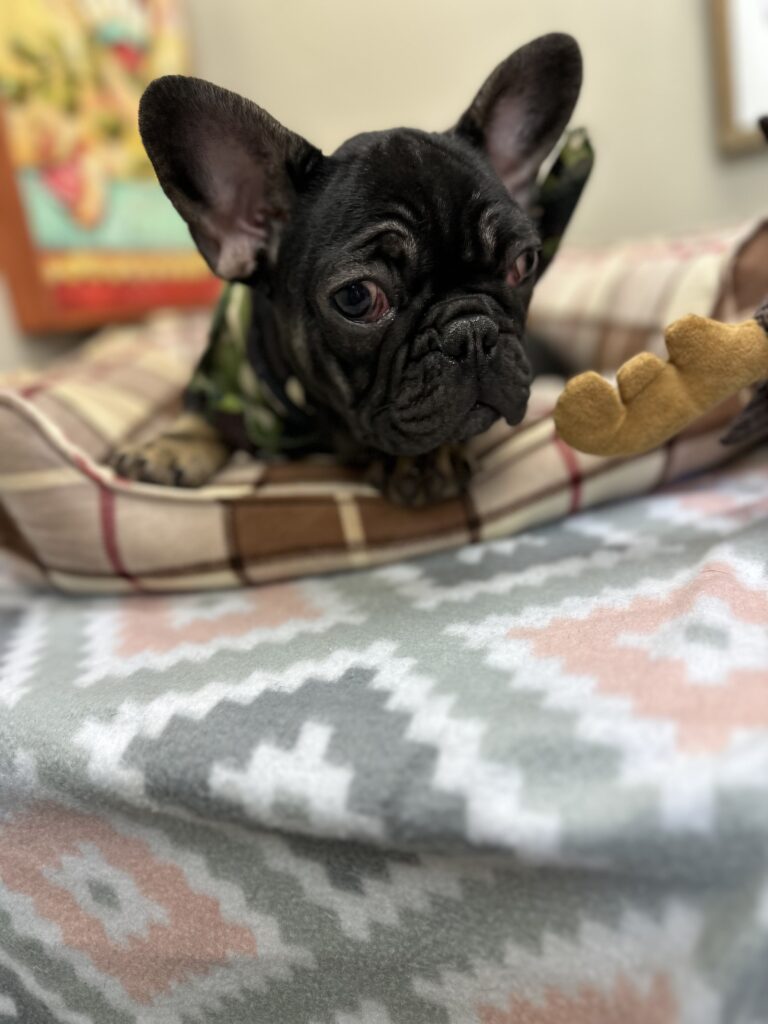 Jolly | Black & Tan French Bulldog Male | Mr. Adorable