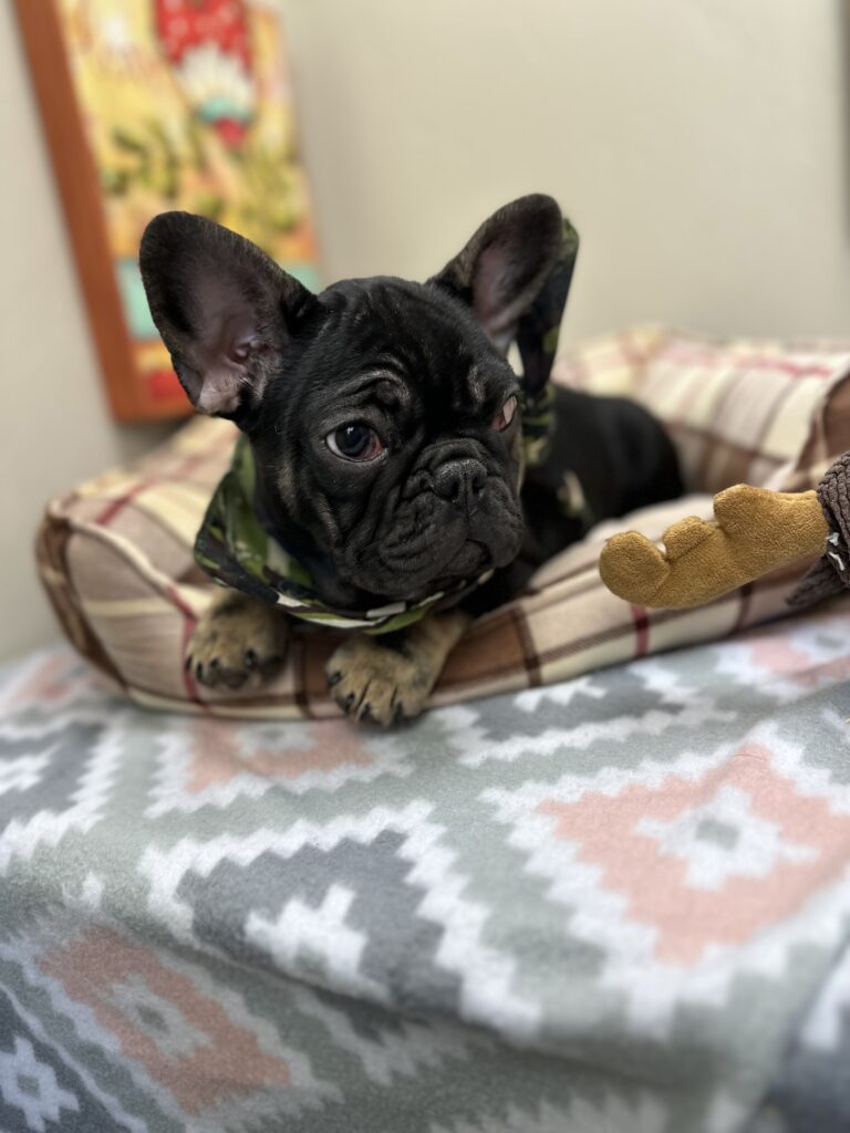 Jolly | Black & Tan French Bulldog Male | Mr. Adorable
