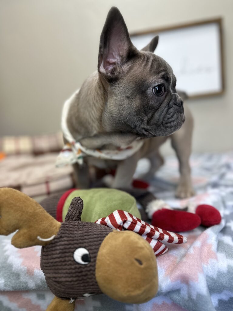 Jellybean | Blue Sable French Bulldog Female | The Loyal One