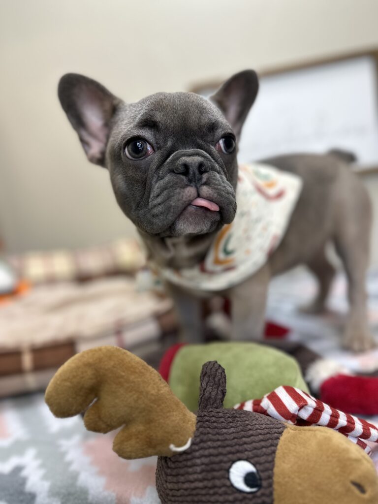 Jellybean | Blue Sable French Bulldog Female | The Loyal One