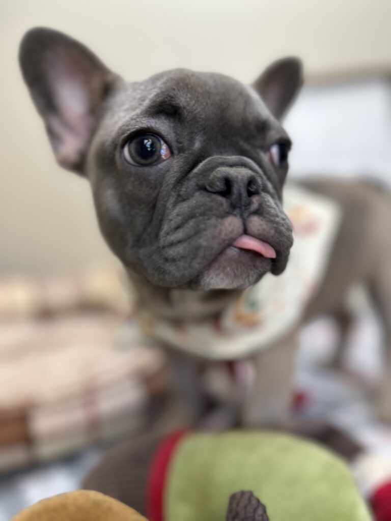 Jellybean | Blue Sable French Bulldog Female | The Loyal One