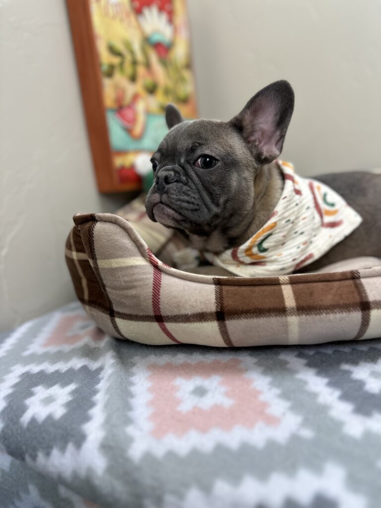 Jellybean | Blue Sable French Bulldog Female | The Loyal One