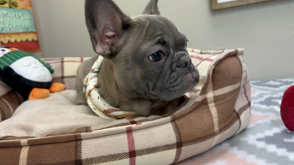 Jellybean | Blue Sable French Bulldog Female | The Loyal One