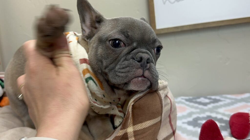 Jellybean | Blue Sable French Bulldog Female | The Loyal One