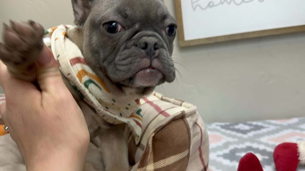 Jellybean | Blue Sable French Bulldog Female | The Loyal One