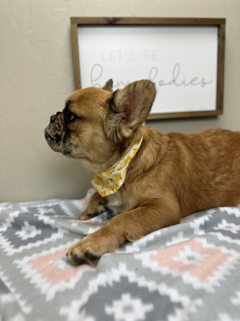 Bear | Fawn Merle Fluffy French Bulldog Male | The Snuggly