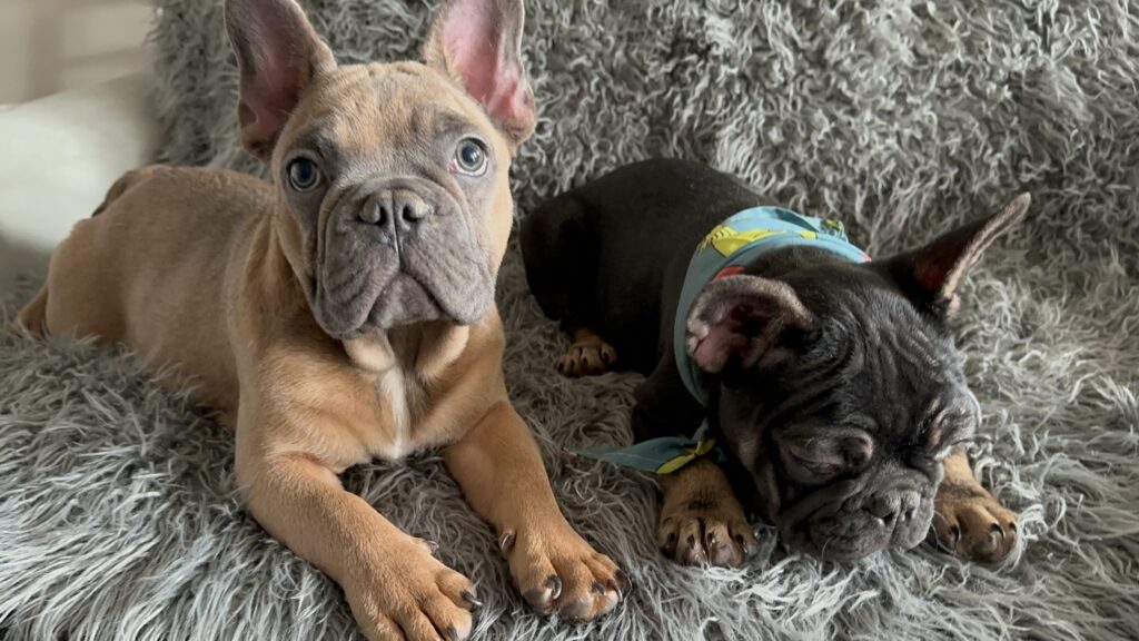 Knox | Blue Sable French Bulldog Male | Mr. Charming