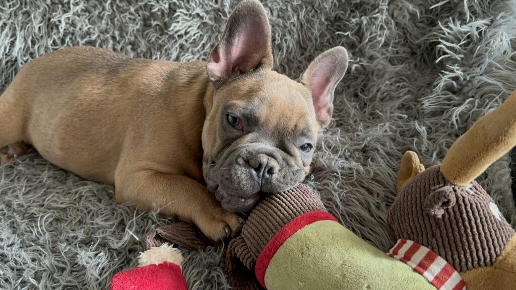 Knox | Blue Sable French Bulldog Male | Mr. Charming