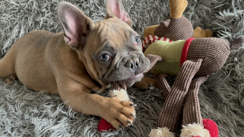Knox | Blue Sable French Bulldog Male | Mr. Charming