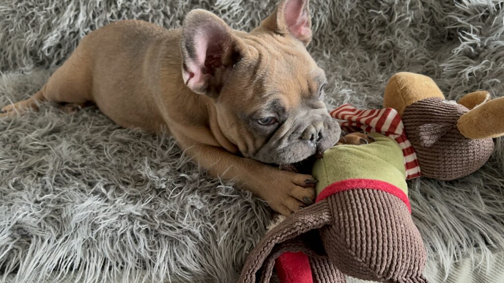 Knox | Blue Sable French Bulldog Male | Mr. Charming