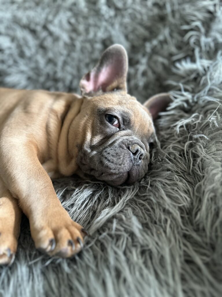 Knox | Blue Sable French Bulldog Male | Mr. Charming
