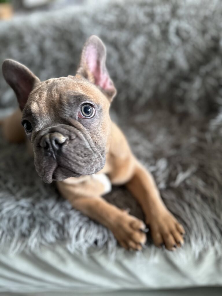 Knox | Blue Sable French Bulldog Male | Mr. Charming