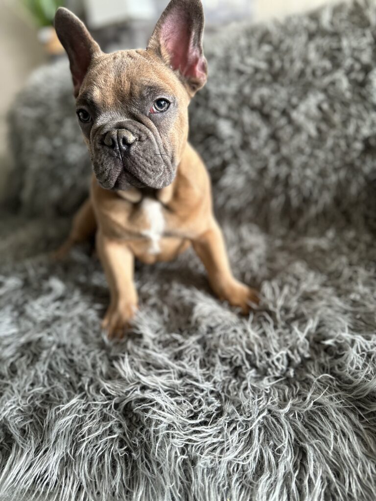 Knox | Blue Sable French Bulldog Male | Mr. Charming