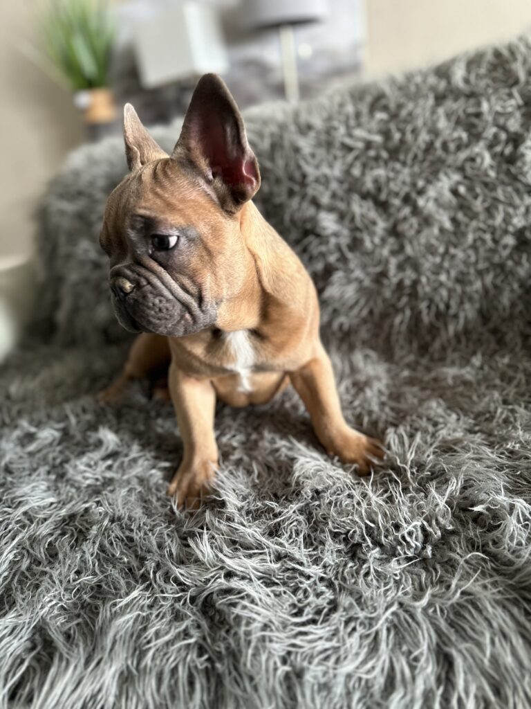 Knox | Blue Sable French Bulldog Male | Mr. Charming