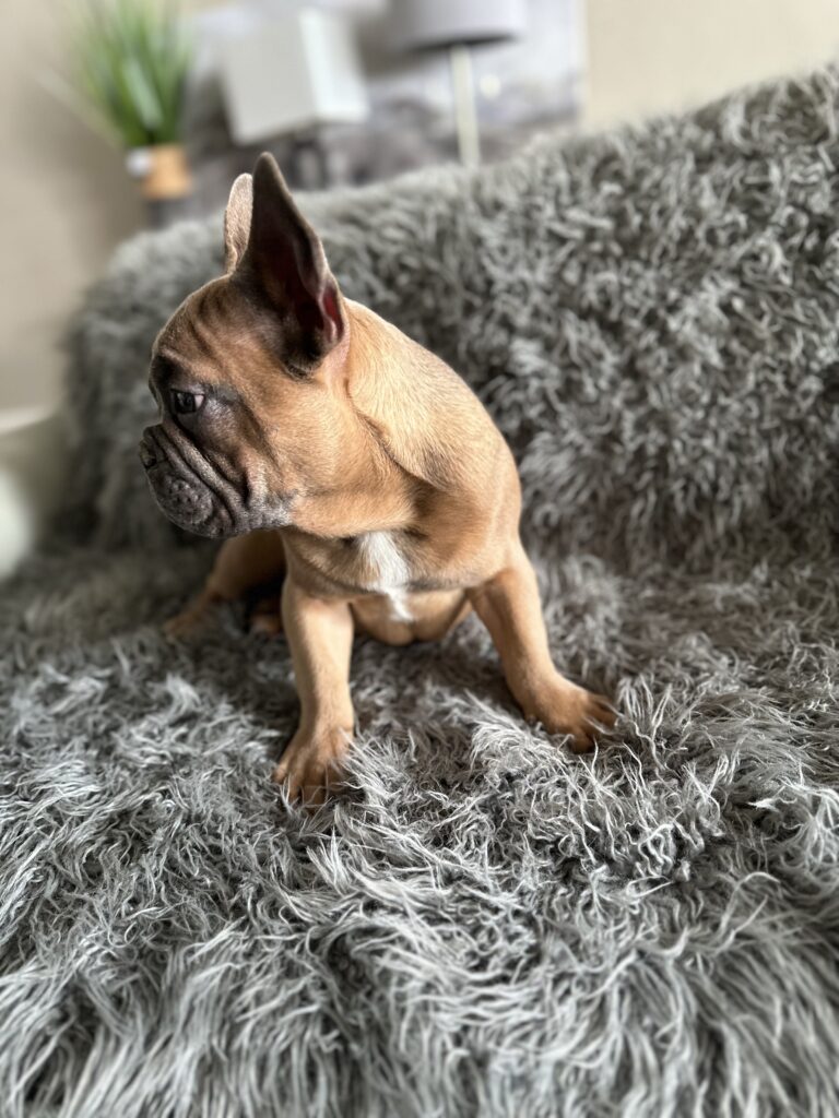 Knox | Blue Sable French Bulldog Male | Mr. Charming