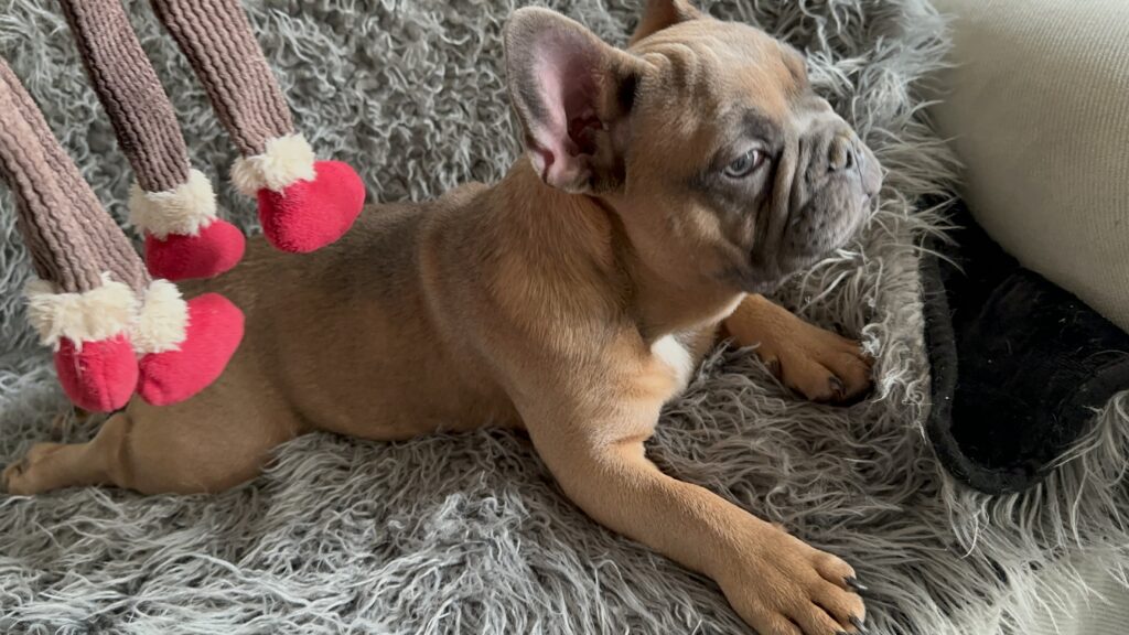 Knox | Blue Sable French Bulldog Male | Mr. Charming