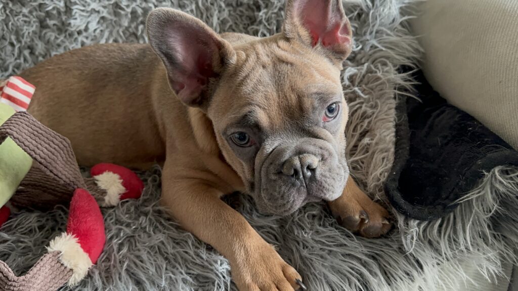 Knox | Blue Sable French Bulldog Male | Mr. Charming