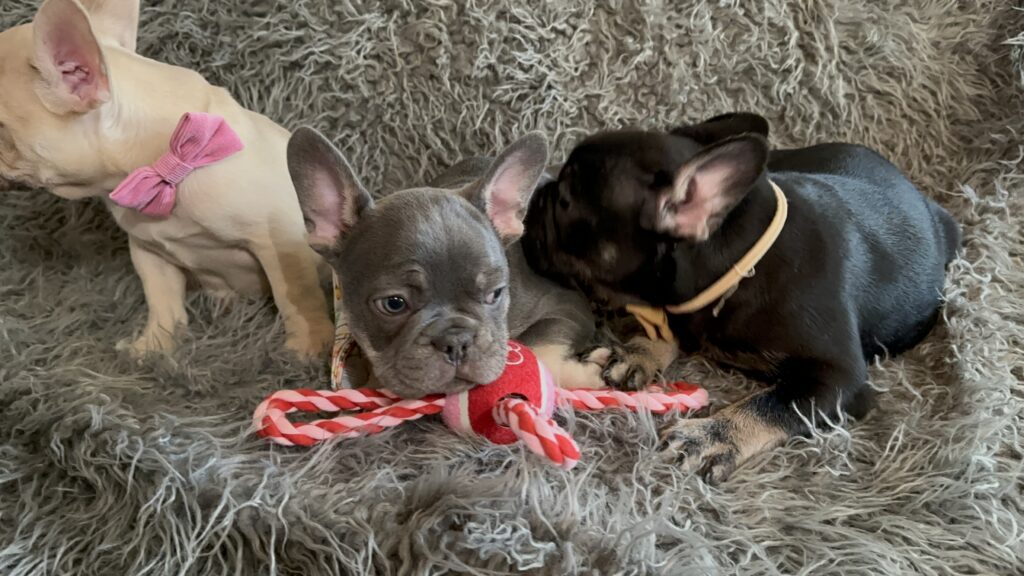 Theo | Black & Tan French Bulldog Male | The Elegant