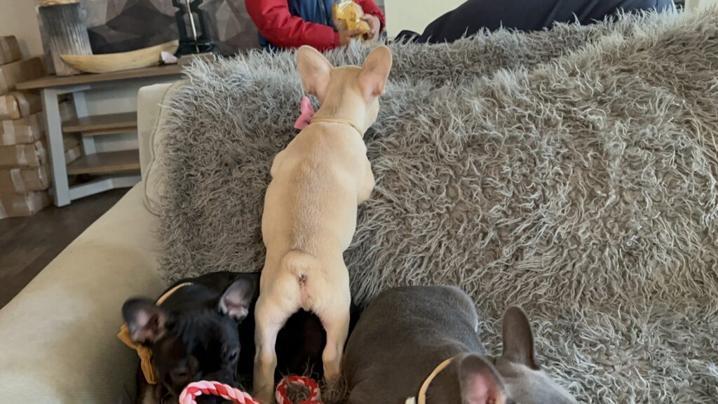 Truman | Lilac Fawn French Bulldog Male | The Joyful