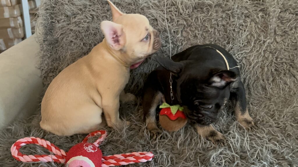 Truman | Lilac Fawn French Bulldog Male | The Joyful