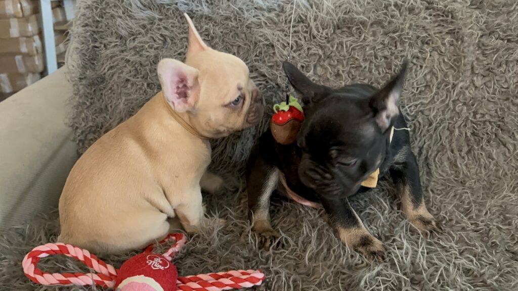 Truman | Lilac Fawn French Bulldog Male | The Joyful