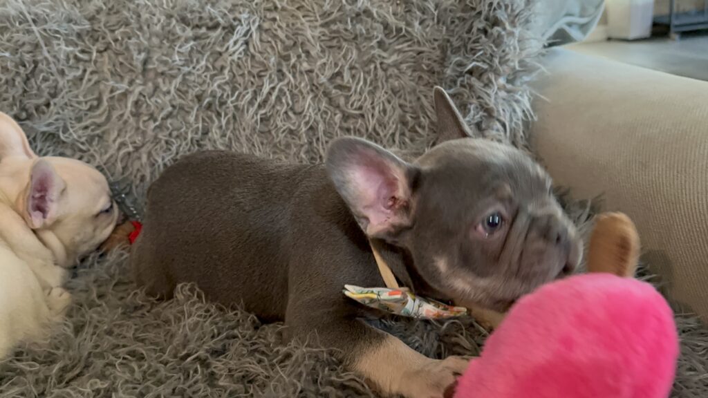 Tony | Blue & Tan French Bulldog Male | The Curious