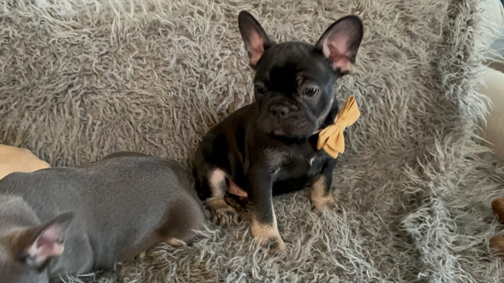 Theo | Black & Tan French Bulldog Male | The Elegant