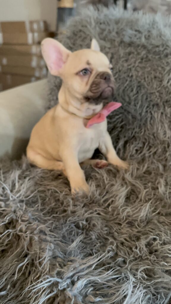 Truman | Lilac Fawn French Bulldog Male | The Joyful