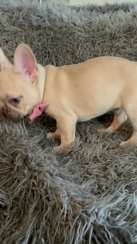 Truman | Lilac Fawn French Bulldog Male | The Joyful