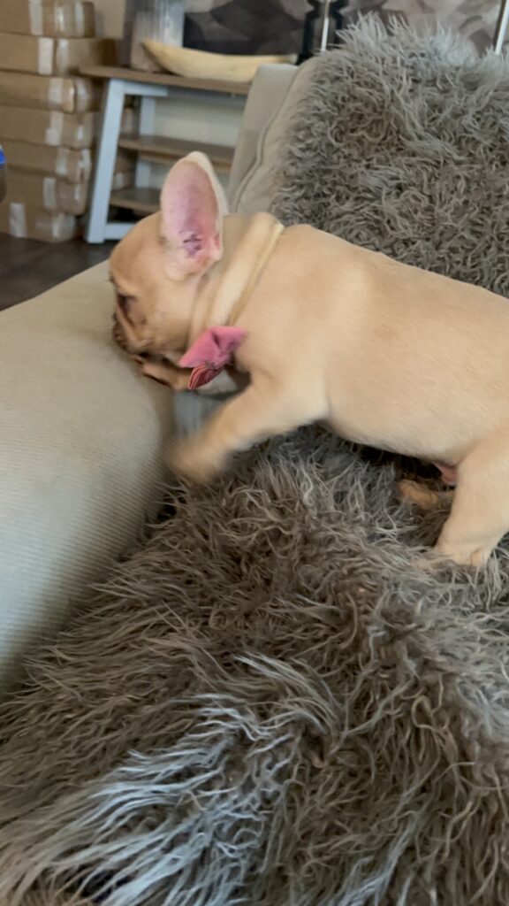 Truman | Lilac Fawn French Bulldog Male | The Joyful