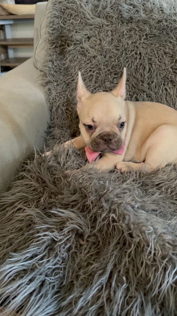 Truman | Lilac Fawn French Bulldog Male | The Joyful