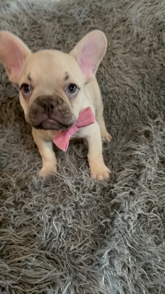 Truman | Lilac Fawn French Bulldog Male | The Joyful