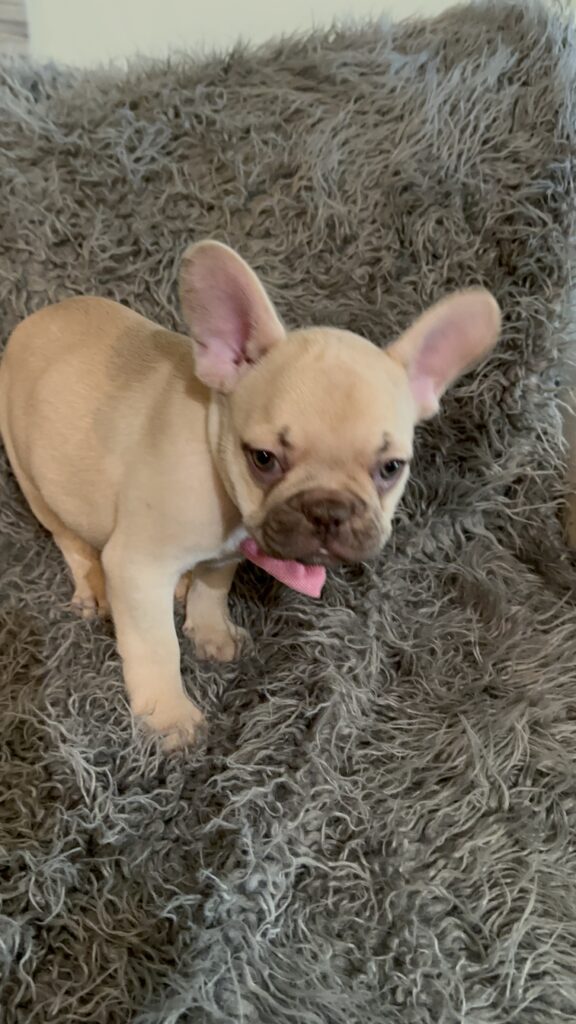 Truman | Lilac Fawn French Bulldog Male | The Joyful