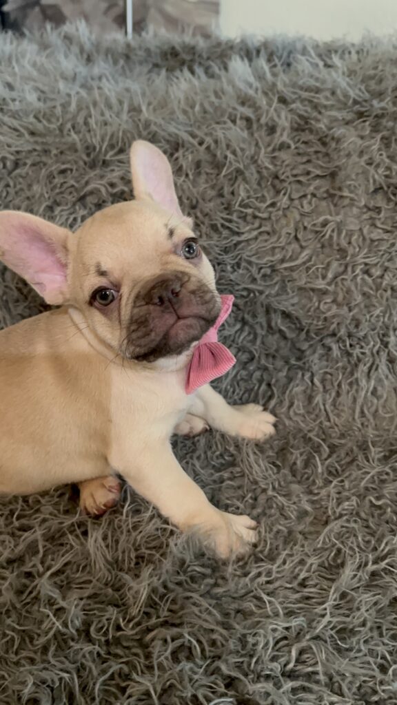 Truman | Lilac Fawn French Bulldog Male | The Joyful