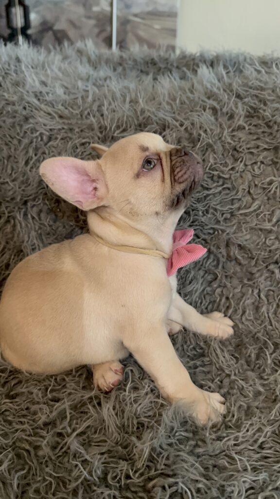 Truman | Lilac Fawn French Bulldog Male | The Joyful
