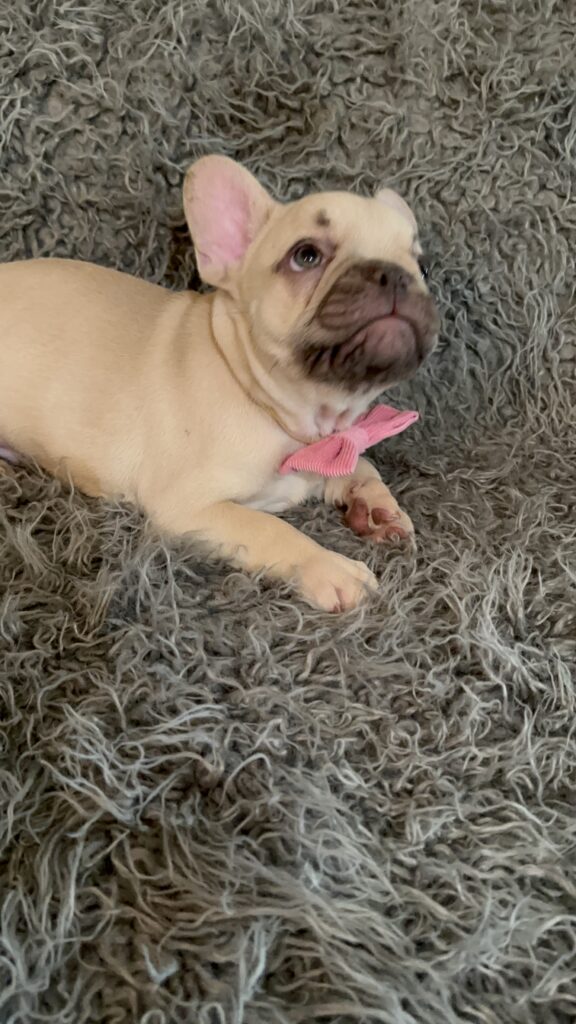 Truman | Lilac Fawn French Bulldog Male | The Joyful